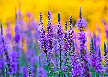 11月第二批XGP退出游戏名单公布：《遗迹：灰烬重生》等